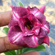 Rose Variety Adenum Flower Plant For Home Garden - Naturemart.in