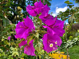 Thamlong Beauty Bougainvillea Flower Plant