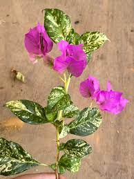 Thamlong Beauty Bougainvillea Flower Plant
