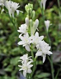 Tuberose/Mexican Tuberose-Seeds- Pack Of 10 - Naturemart.in