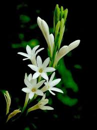 Tuberose/Mexican Tuberose-Seeds- Pack Of 10 - Naturemart.in