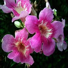 Tecoma Pink Vine Flower Plant - Naturemart.in