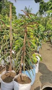 RED AMLA( Grafted )FRUIT PLANT - Naturemart.in
