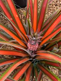 Red Pineapple Plant | Anaras Plant - Naturemart.in