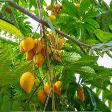 Egg Fruit Plant Grafted - Naturemart.in