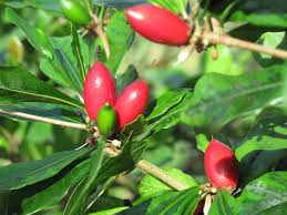 Miracle Fruit plants - Naturemart.in