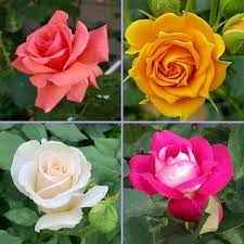 Pack of 4 colour hybrid rose plant