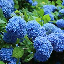 Hybrid hydrangea Plants(Pink Colour) - Naturemart.in