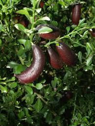Finger Lemon Red fruit Plant Grafted - Naturemart.in