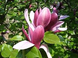 Champa Pink Colour Flower Plant - Naturemart.in