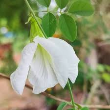 Aparajita Flowering Plant (white Colour) - Naturemart.in
