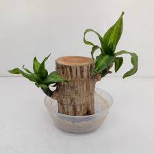 Brazilian Lucky Wood - Naturemart.in