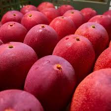 Japanese Miyazaki Mango Grafted Plant - Naturemart.in