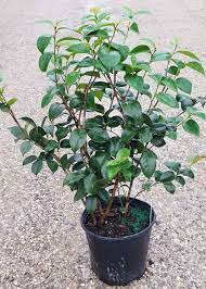 CAMELLIA FLOWERS PLANTS - Naturemart.in