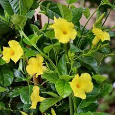 Mandevilla (Yellow Colour) Flower Plant - Naturemart.in