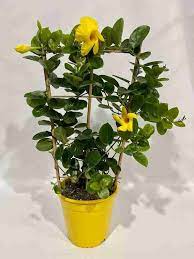 Mandevilla (Yellow Colour) Flower Plant - Naturemart.in
