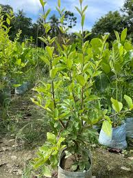 Barbados Cherry Plant For Gardening - Naturemart.in