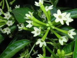 Hasnuhana Flowers Plants - Naturemart.in