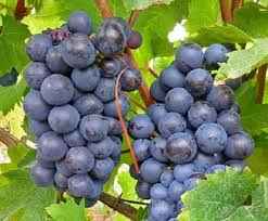 Black Monukka grape vines fruit plant