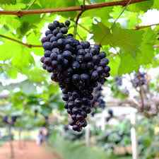 Black Monukka grape vines fruit plant