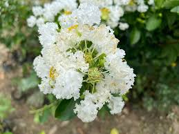 Frush Flowering Plant (White Colour) - Naturemart.in