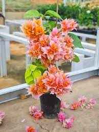 Bougainville Flowering (Mahara) Plants