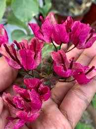 Black Maria Bougainvillea plant