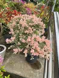 Sakura Belacan rare bougainvillea