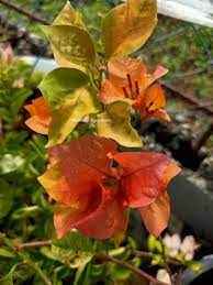 Moonlight Adarna Bougainvillea (new Rare variety)