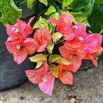Moonlight Adarna Bougainvillea (new Rare variety)