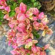 Black Monalisa Bougainvillea (top rare)