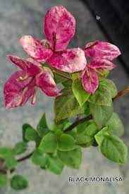 Black Monalisa Bougainvillea (top rare)