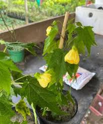 Yellow Lantern Hibiscus Flower Plant - Naturemart.in