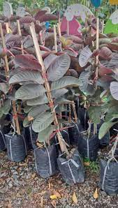 Black Diamond Guava Fruit Plant - Naturemart.in