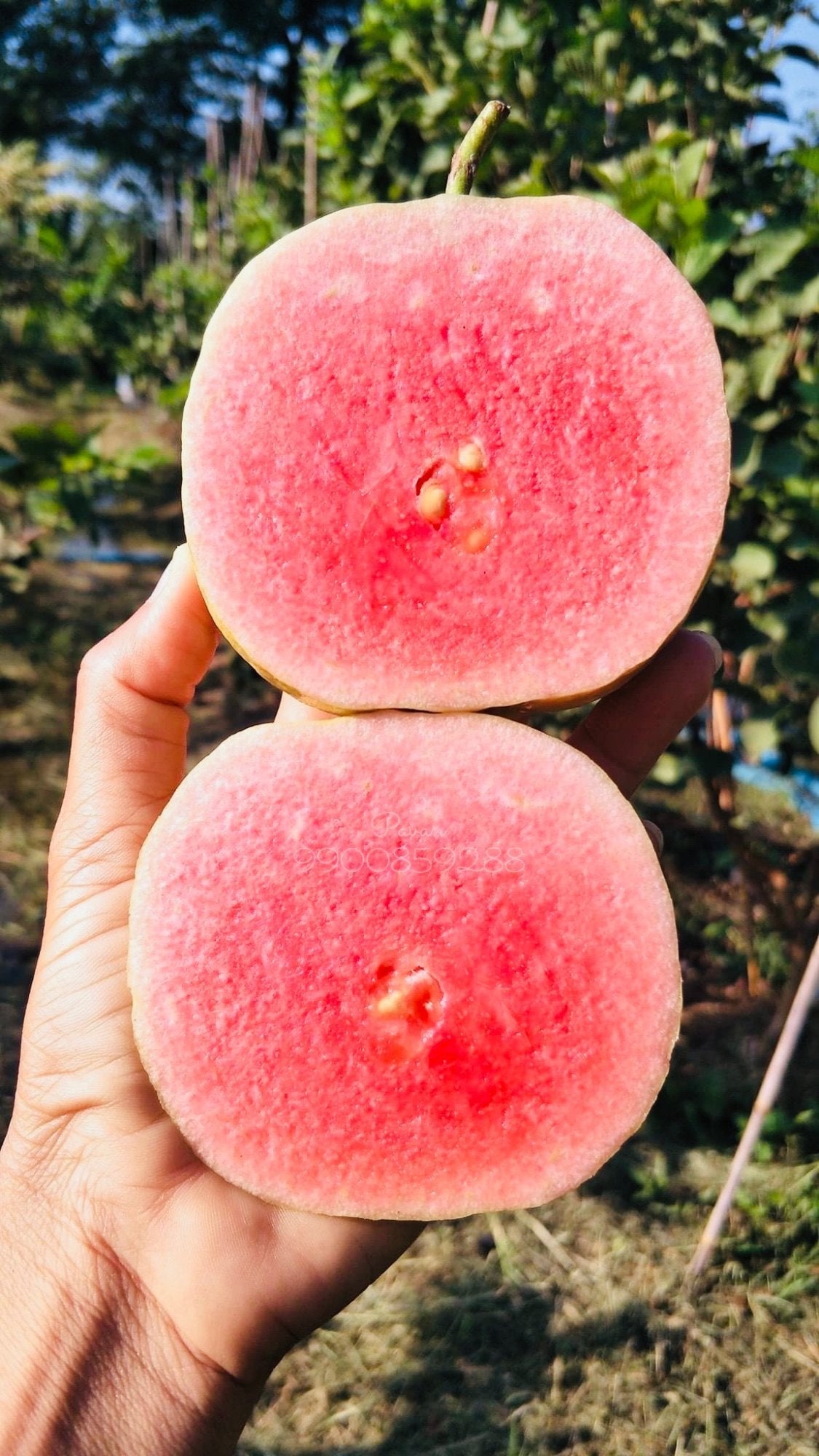 Red Dimond Guava Fruit Plant - Naturemart.in