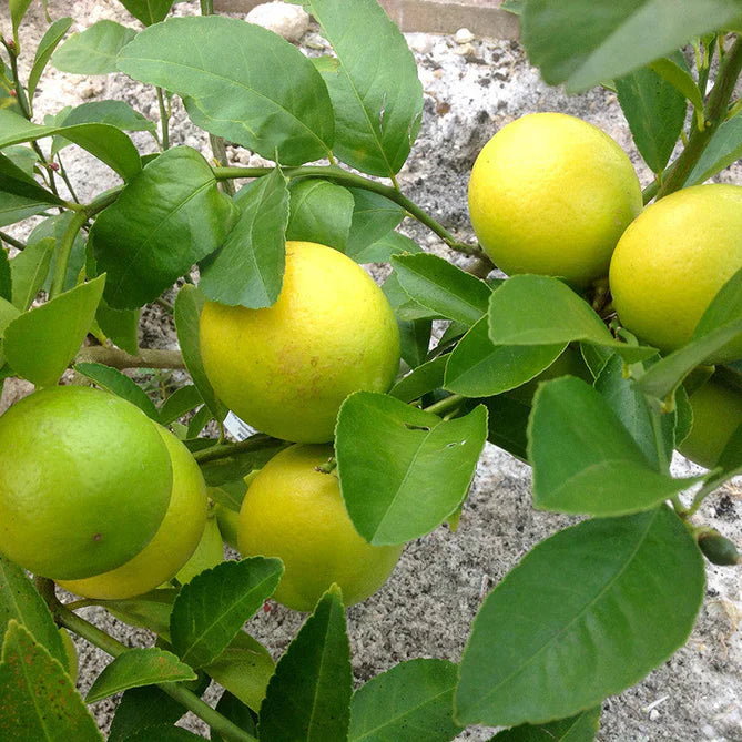 Table Lemon Fruit Plant - Naturemart.in