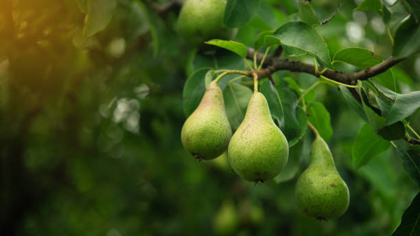 Nashpati ( pear ) Fruit Plant Grafted - Naturemart.in
