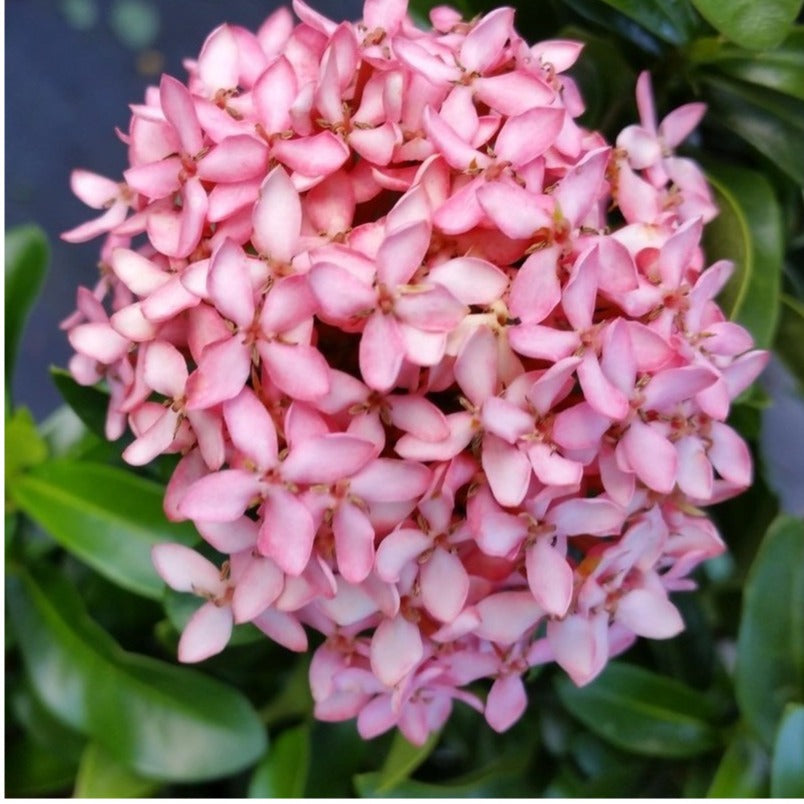 Chinese Ixora Flower Plant (Pink) - Naturemart.in