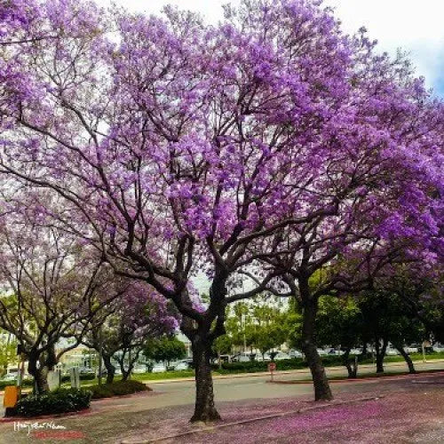 Jacaranda (Blue Colour) Flowers Plants - Naturemart.in