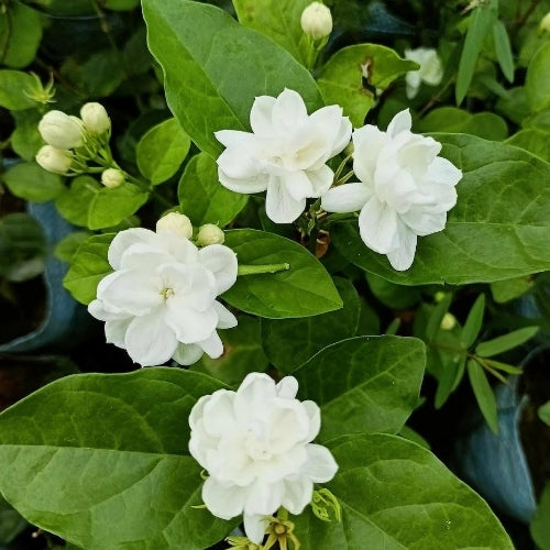 Jasmine Rose Flower -Fragrant Plants - Naturemart.in
