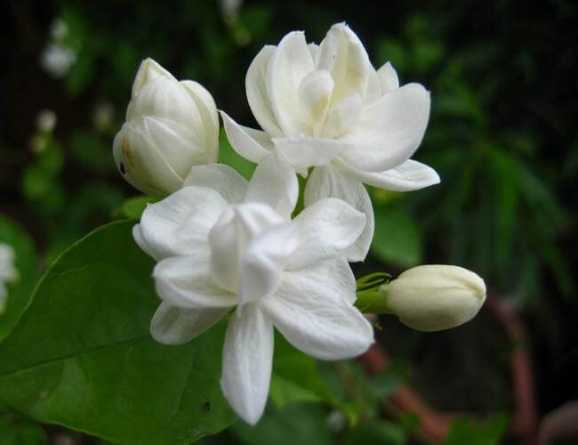 Jasmine Rose Flower -Fragrant Plants - Naturemart.in