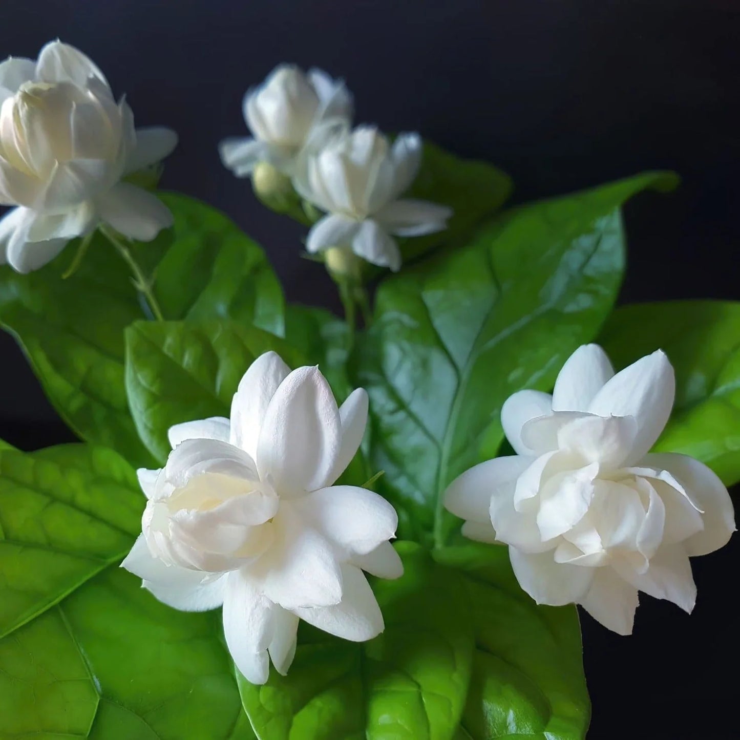 Jasmine Rose Flower -Fragrant Plants - Naturemart.in