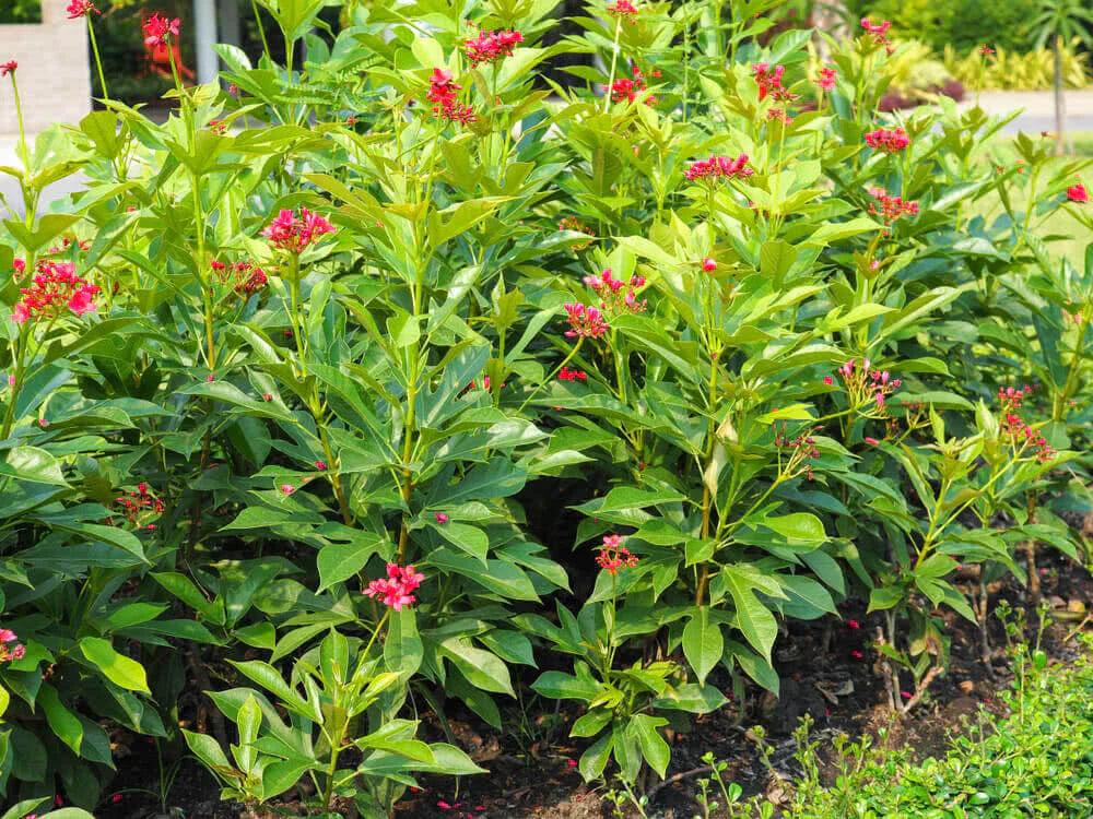 Jatropha Flowers Plant For Gardening - Naturemart.in