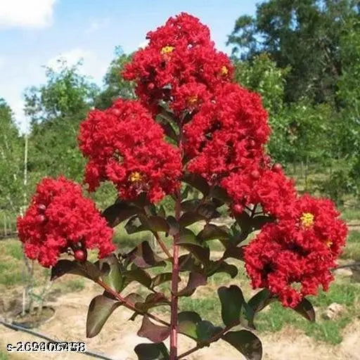 Furush Flower Plant (Red) Colour - Naturemart.in