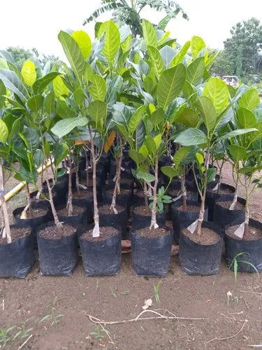 All Time Red Jack-Fruit Grafting Plants - Naturemart.in