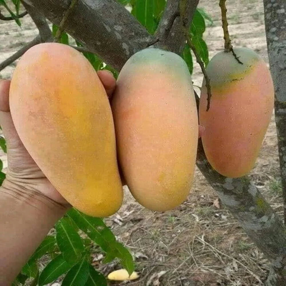 Grafted Bari-11 Mango Fruit Plant - Naturemart.in