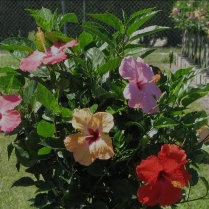 Multi-Grafted Hibiscus Plant(4-6) Colour - Naturemart.in