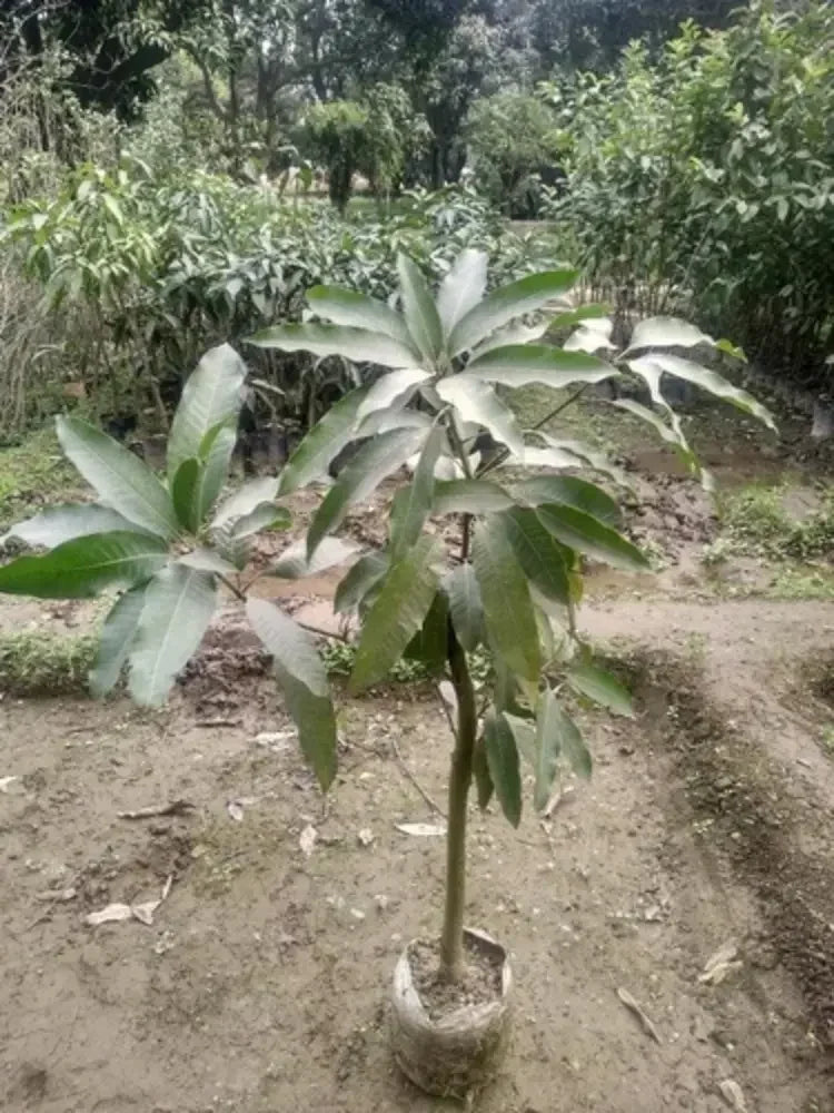 Black Stone Mango Plant-Grafted - Naturemart.in
