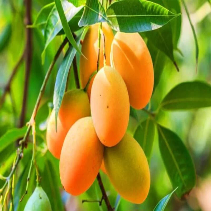 Hybrid kohitur Mango Fruit Plant - Naturemart.in