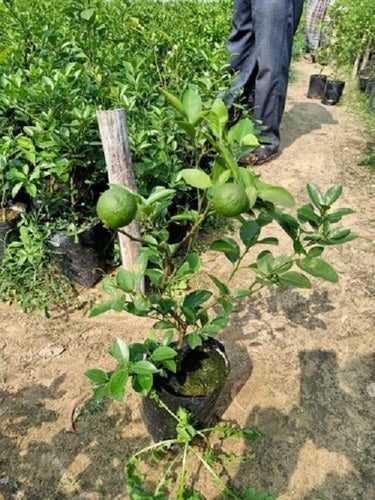Thai Patti Lemon Fruit Plant - Naturemart.in